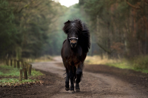 Islandpferd in Bewegung